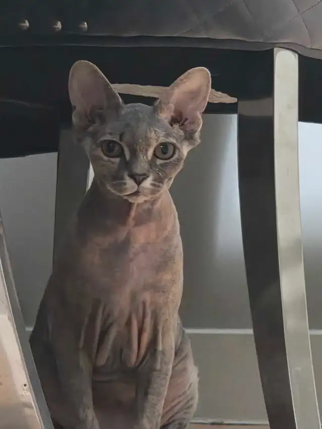 2 kittens 1 sphynx