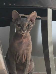 2 kittens 1 sphynx