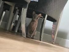 2 kittens 1 sphynx - Photo 2