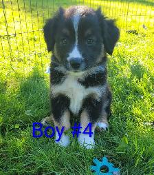 Australian Shepherd puppies