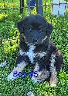 Australian Shepherd puppies - Photo 2
