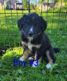 Australian Shepherd puppies - Photo 3