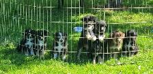 Australian Shepherd puppies - Photo 4