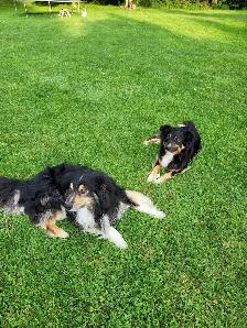 Australian Shepherd puppies - Photo 5