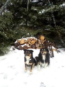 Australian Shepherd puppies - Photo 6