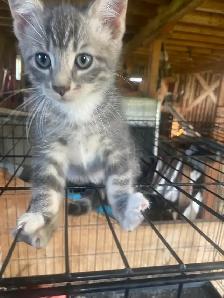 Free kittens - Photo 2