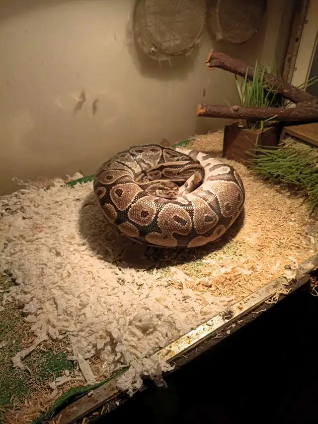 Python Royal