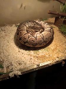 Python Royal - Photo 2