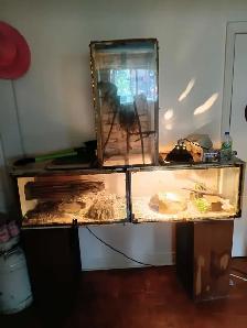Python Royal - Photo 3
