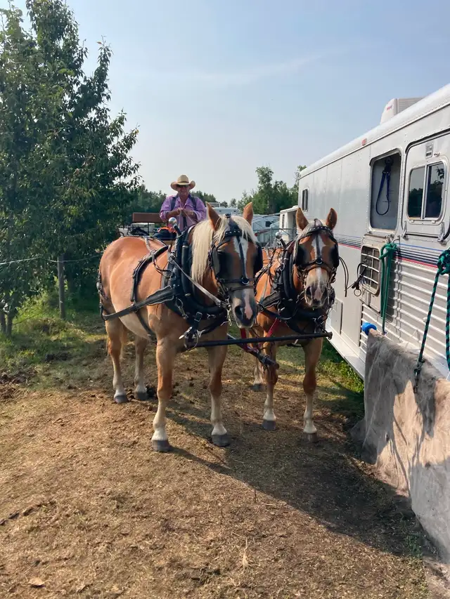 Purebred Haflinger Team for sale