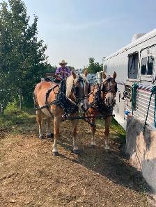 Purebred Haflinger Team for sale