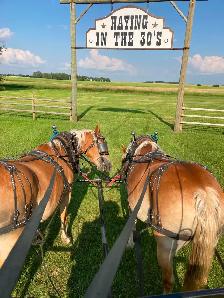 Purebred Haflinger Team for sale - Photo 2