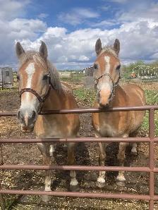 Purebred Haflinger Team for sale - Photo 3