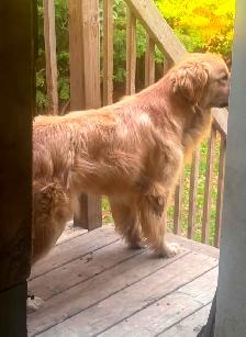 Chiot golden retriever de 1 ans mâle