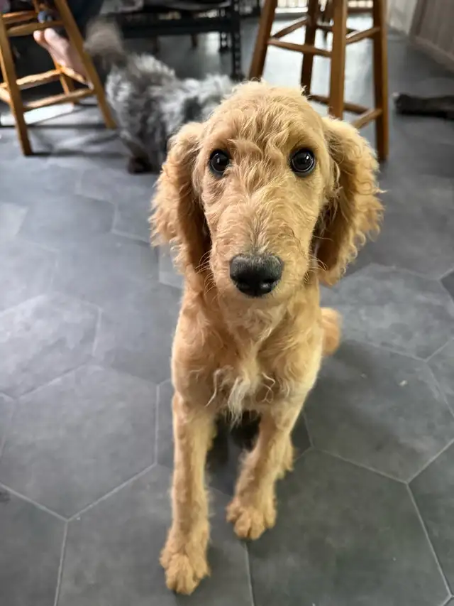 3.5 Month Female GoldenDoodle