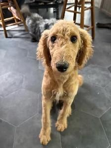 3.5 Month Female GoldenDoodle