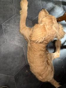 3.5 Month Female GoldenDoodle - Photo 2