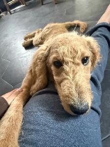 3.5 Month Female GoldenDoodle - Photo 3