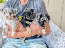 Small family pets. Mini Aussie and Mini Schnauzer mixed breed.