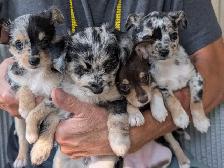 Small family pets. Mini Aussie and Mini Schnauzer mixed breed. - Photo 2