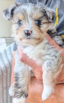 Small family pets. Mini Aussie and Mini Schnauzer mixed breed. - Photo 3