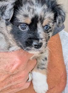 Small family pets. Mini Aussie and Mini Schnauzer mixed breed. - Photo 4
