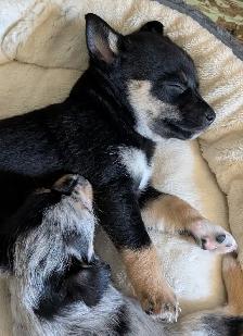 Small family pets. Mini Aussie and Mini Schnauzer mixed breed. - Photo 5