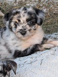Small family pets. Mini Aussie and Mini Schnauzer mixed breed. - Photo 6