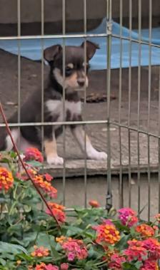 Small family pets. Mini Aussie and Mini Schnauzer mixed breed. - Photo 7