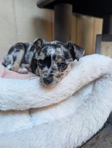 Small family pets. Mini Aussie and Mini Schnauzer mixed breed. - Photo 8