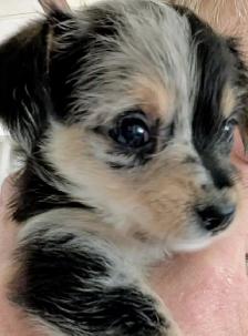 Small family pets. Mini Aussie and Mini Schnauzer mixed breed. - Photo 9