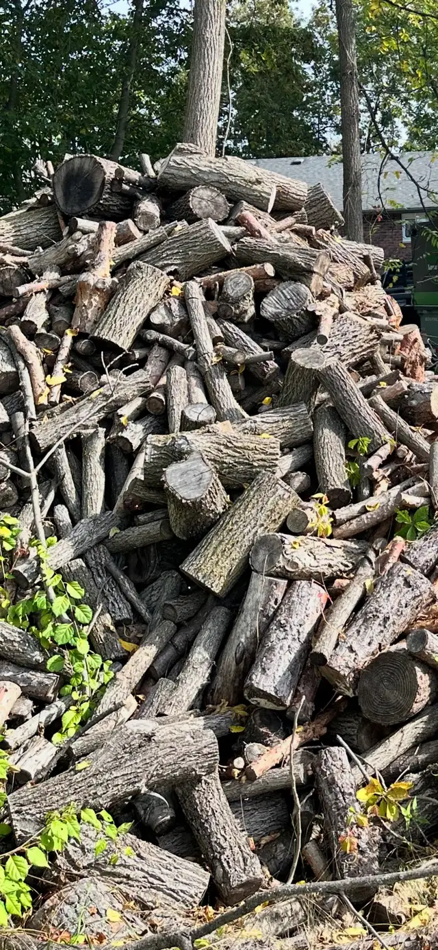Looking for firewood