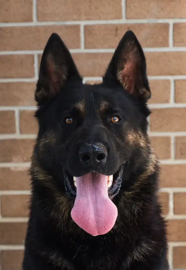 WORKING LINE CKC GERMAN SHEPHERD PUPS