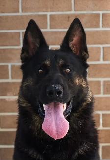 WORKING LINE CKC GERMAN SHEPHERD PUPS