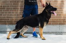 WORKING LINE CKC GERMAN SHEPHERD PUPS - Photo 2