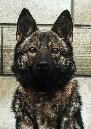 WORKING LINE CKC GERMAN SHEPHERD PUPS - Photo 3