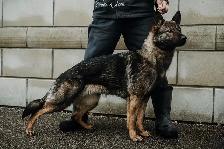 WORKING LINE CKC GERMAN SHEPHERD PUPS - Photo 4