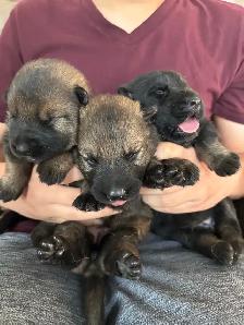 WORKING LINE CKC GERMAN SHEPHERD PUPS - Photo 5