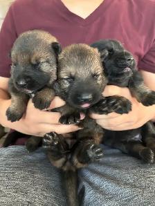WORKING LINE CKC GERMAN SHEPHERD PUPS - Photo 6