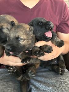 WORKING LINE CKC GERMAN SHEPHERD PUPS - Photo 7