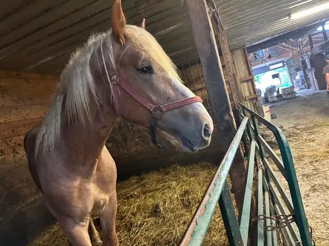 1yr old Belgian stud for sale