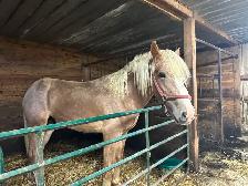 1yr old Belgian stud for sale - Photo 2