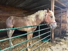 1yr old Belgian stud for sale - Photo 3