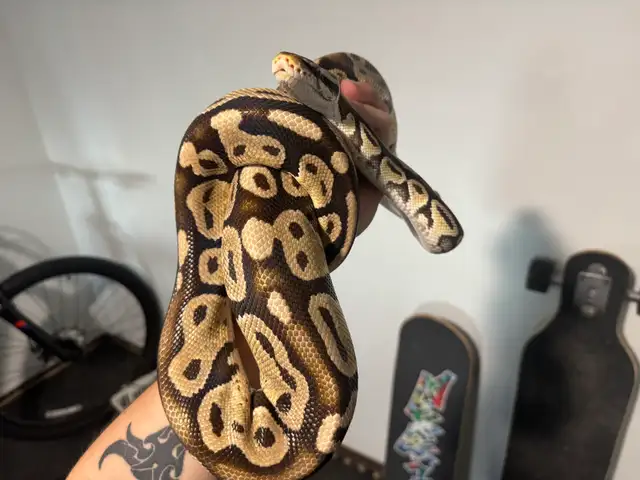 Ball Pythons
