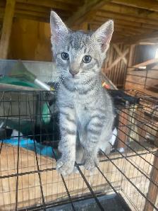 Free kittens - Photo 4