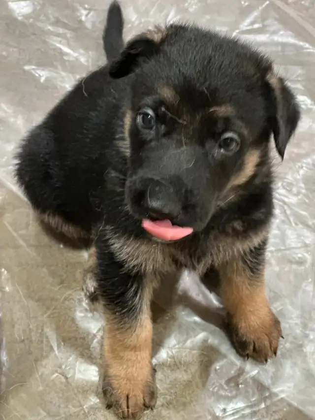 Looking for a good home for a German Sheppard puppy.