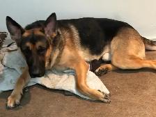 Looking for a good home for a German Sheppard puppy. - Photo 2