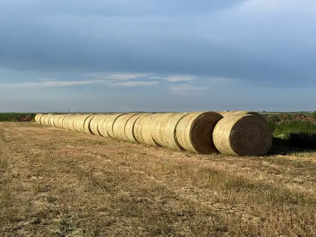 2026 - Hay for sale