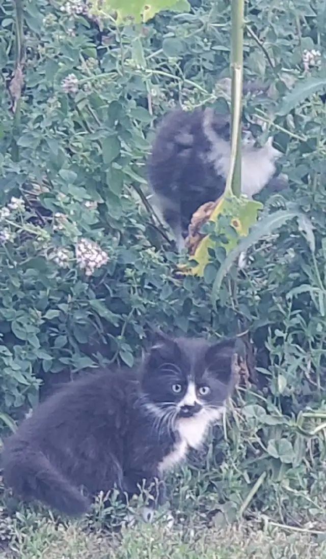 kittens for rehoming