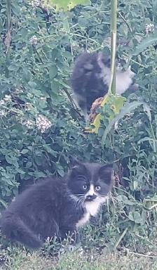 kittens for rehoming